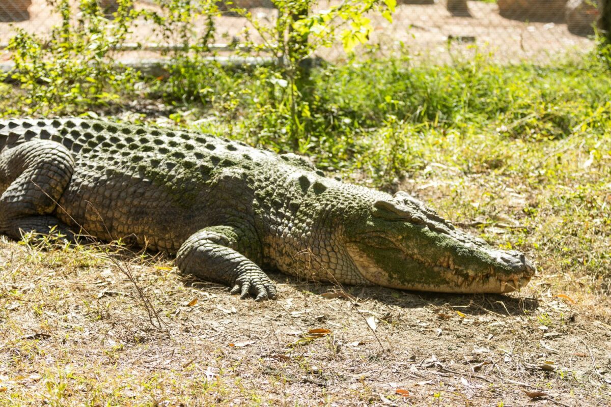 Discover the Fascinating World of Estuarine Crocodiles at Billabong  Sanctuary