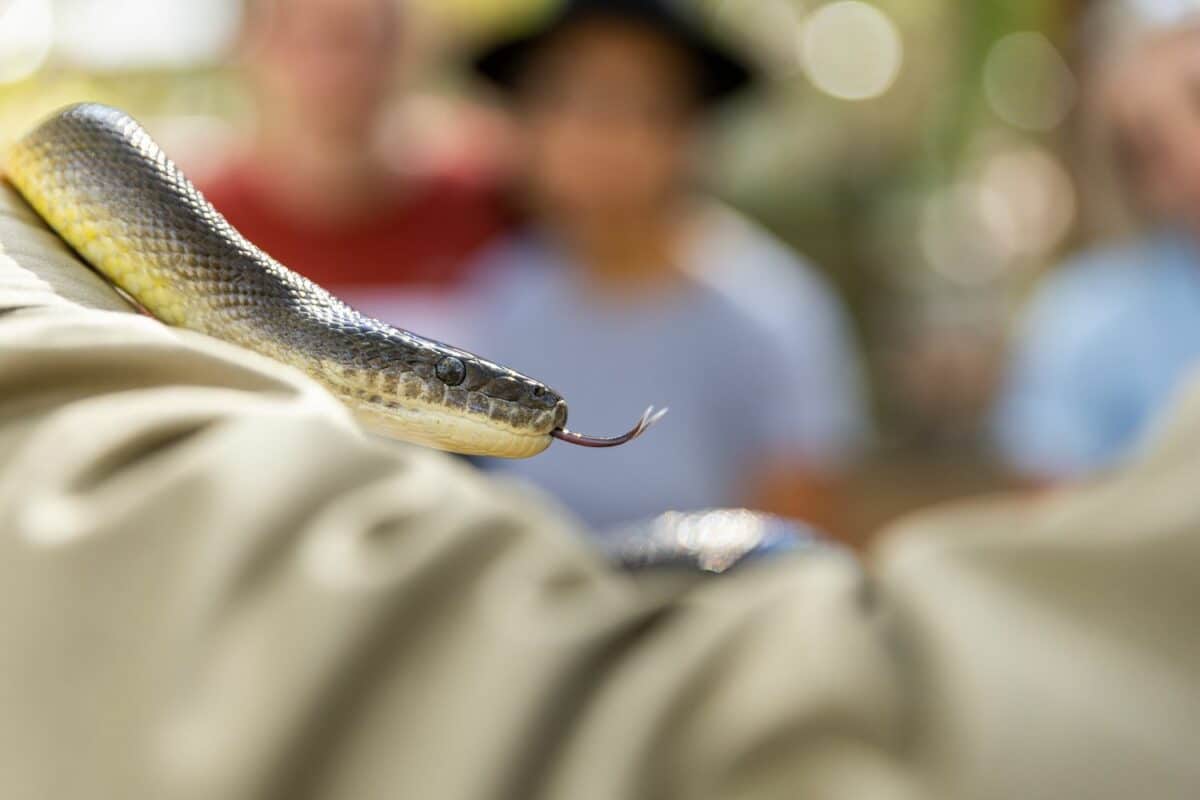 Burmese Python | Billabong Sanctuary