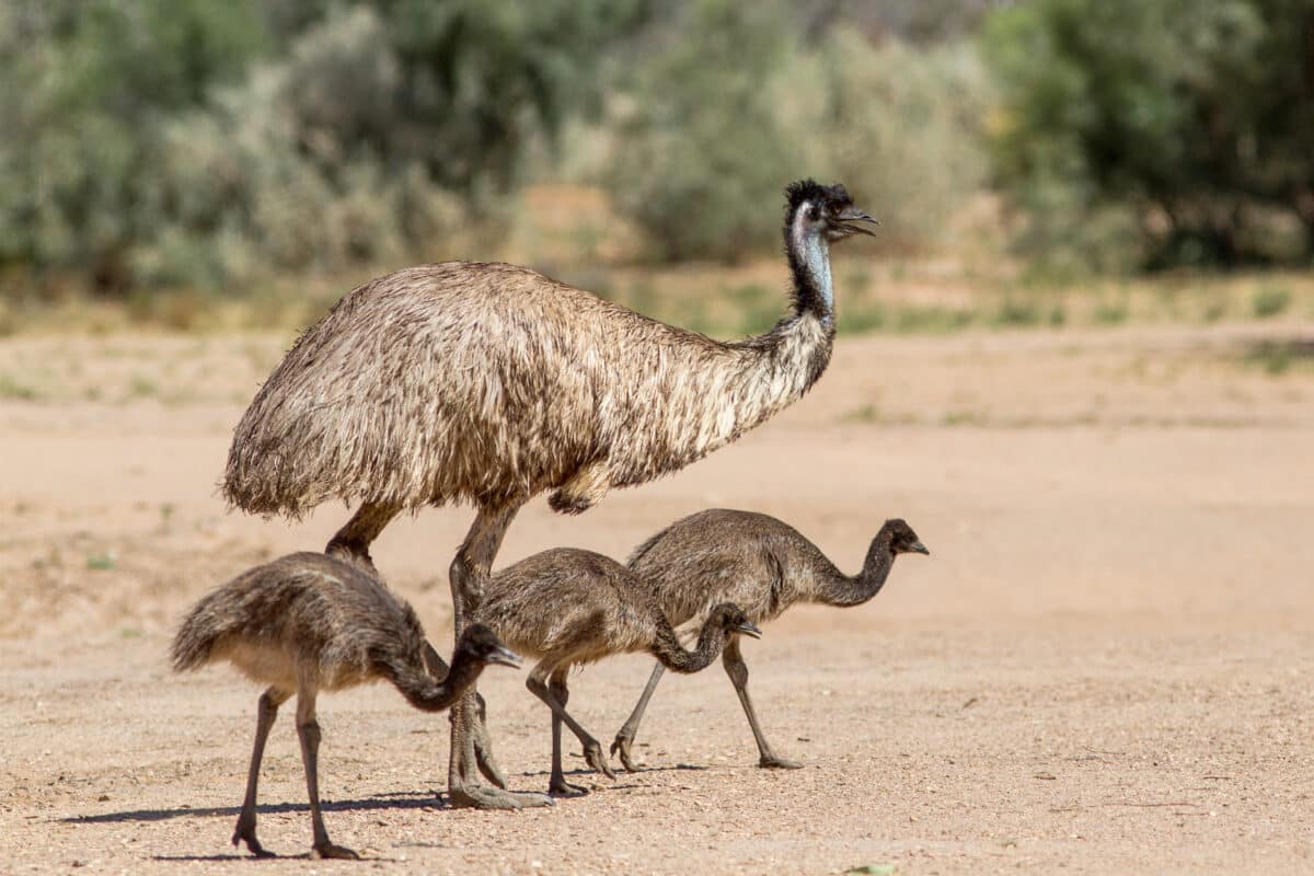 Emu,large,australian,bird