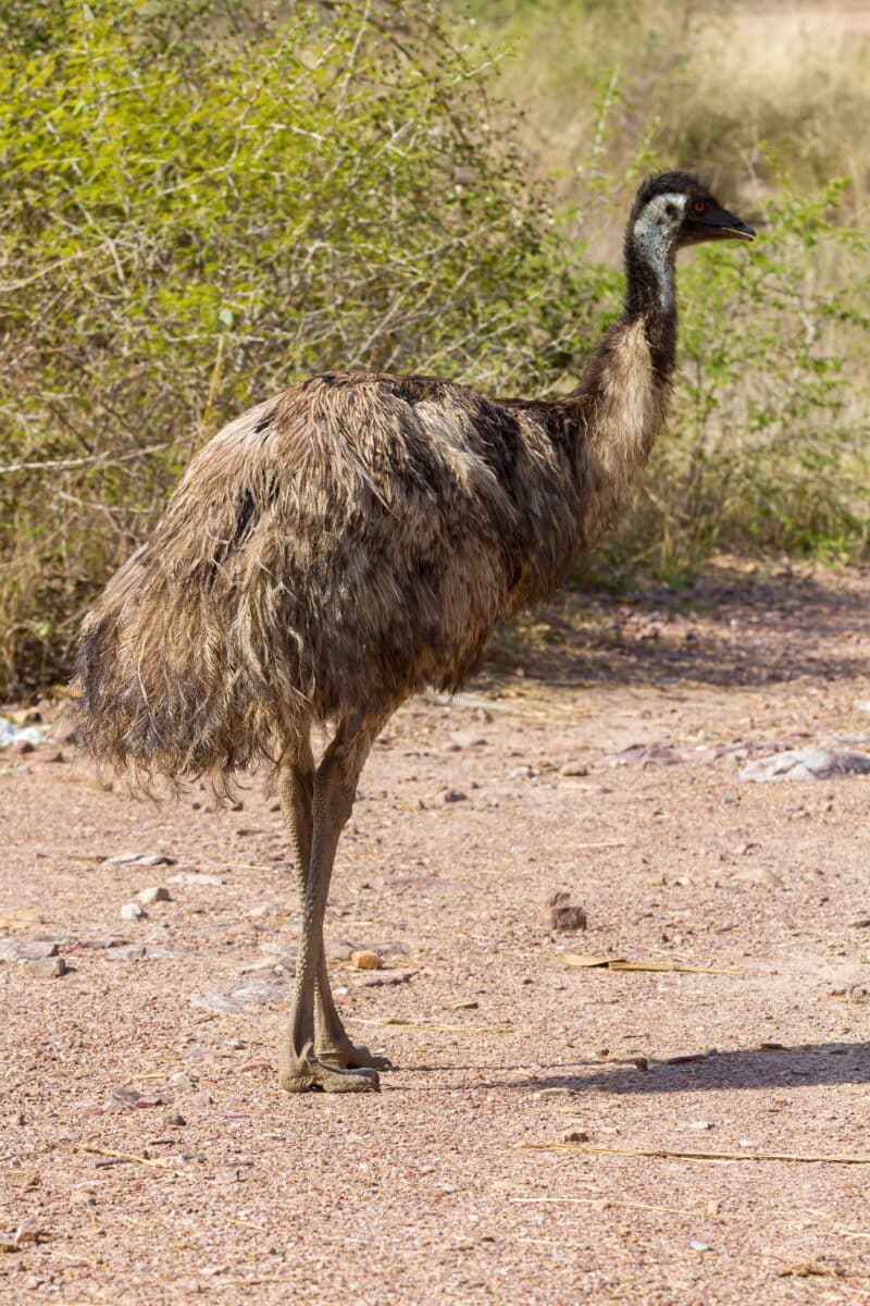Big,emu,walking,outdoor,through,dry,ground