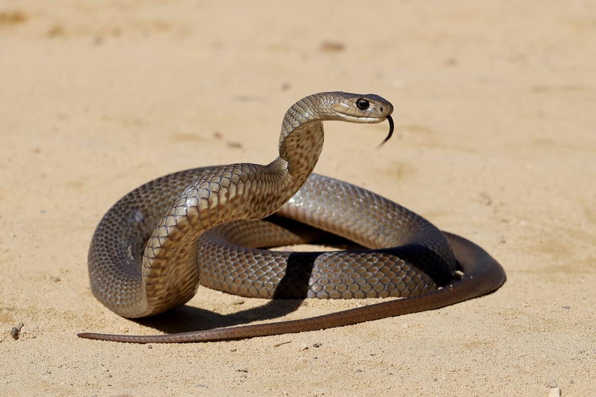 brown baby snake identification