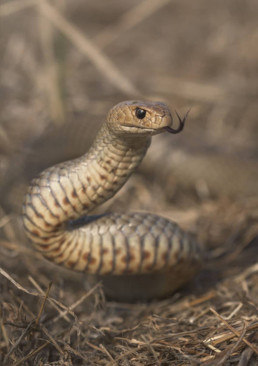 A,wild,eastern,brown,snake,(pseudonaja,textilis),from,melbourne,,australia