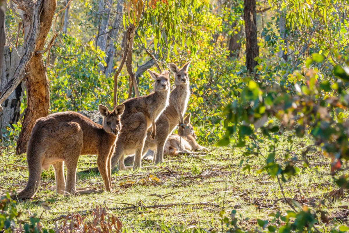 Eastern,grey,kangaroos,at,mt,mugga,mugga,nature,reserve,,act,