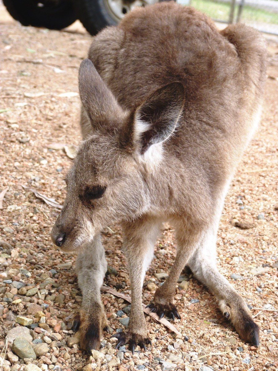 Eastern Grey Kangaroo Dolly