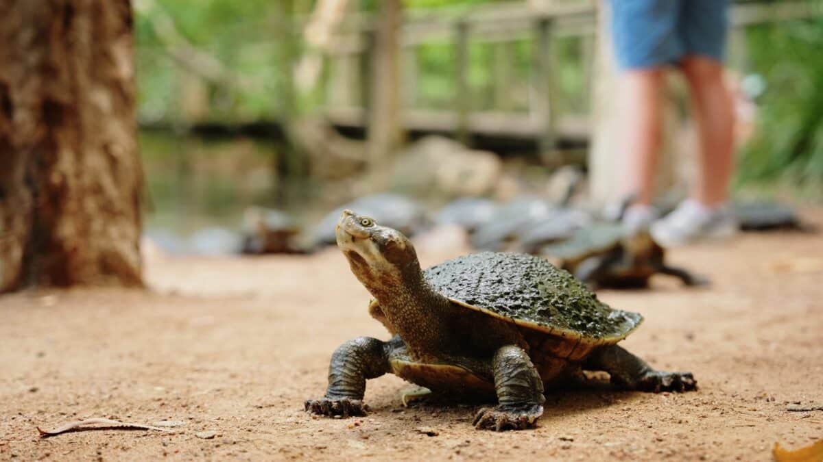 Discover the Fascinating World of Estuarine Crocodiles at Billabong  Sanctuary