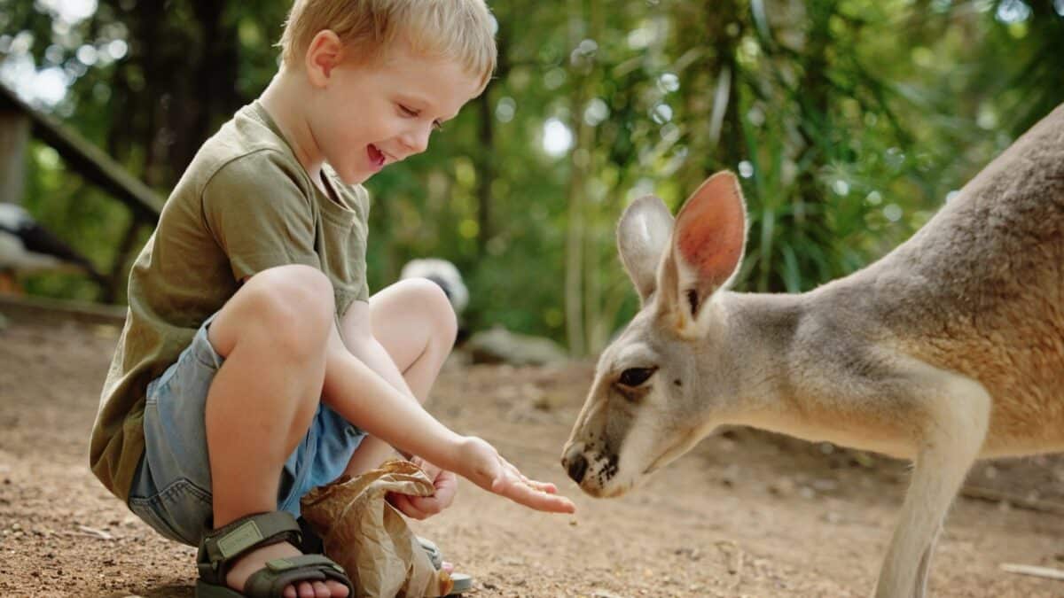 Feed A Kangaroo Townsville