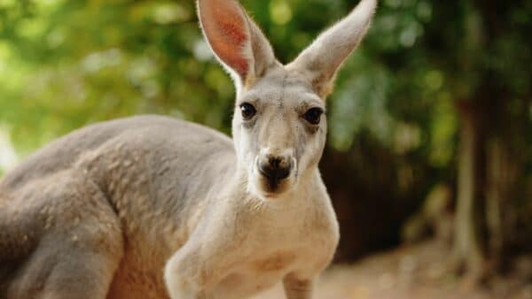 Feed A Kangaroo Townsville 3