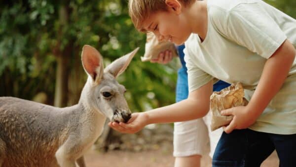 Feed A Kangaroo Townsville 4
