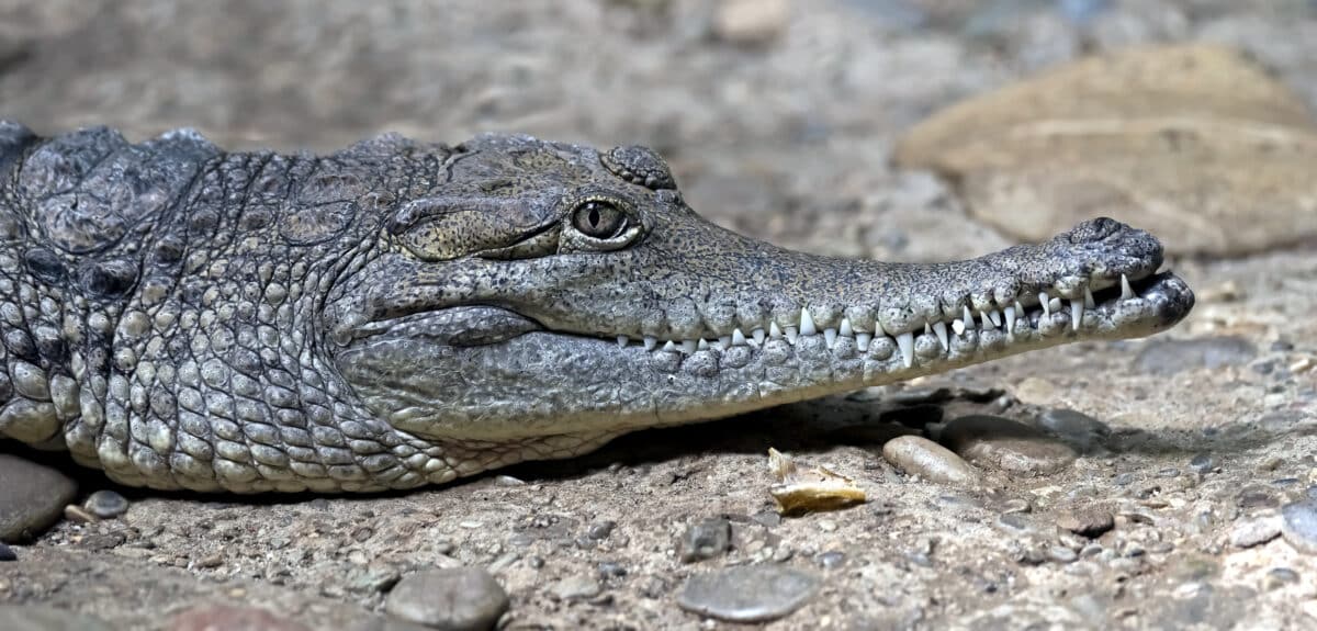 Australian,crocodile.,latin,name, ,crocodylus,johansoni