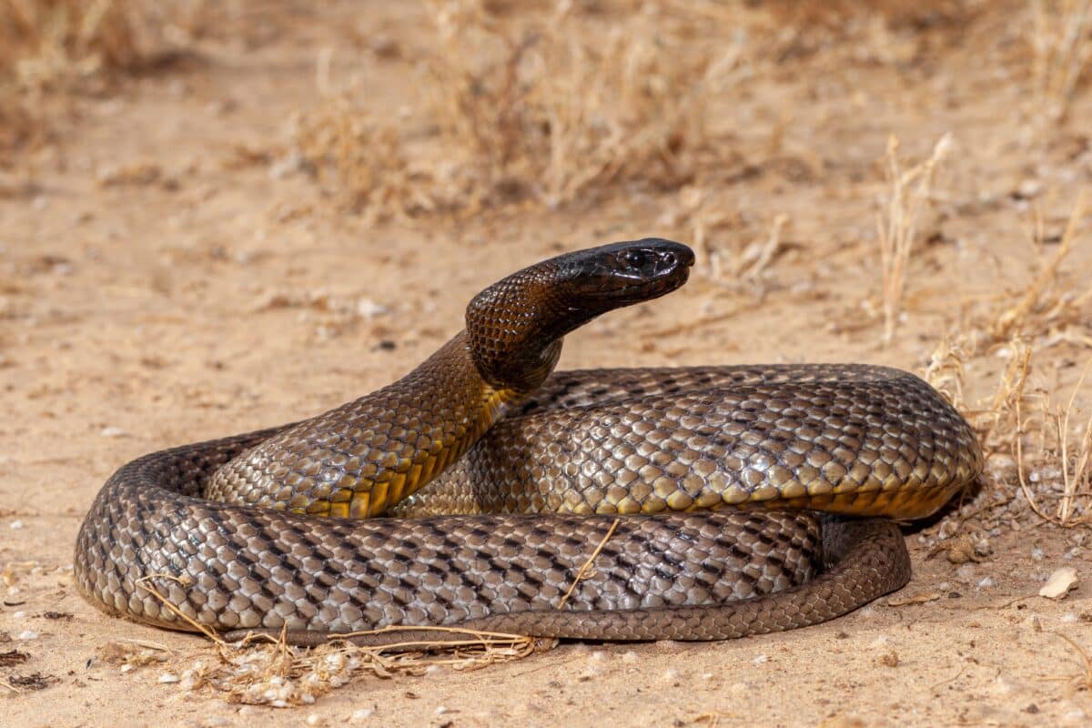 Inland,taipan,(,oxyuranus,microlepidotus),in,it's,habitat,,south,western