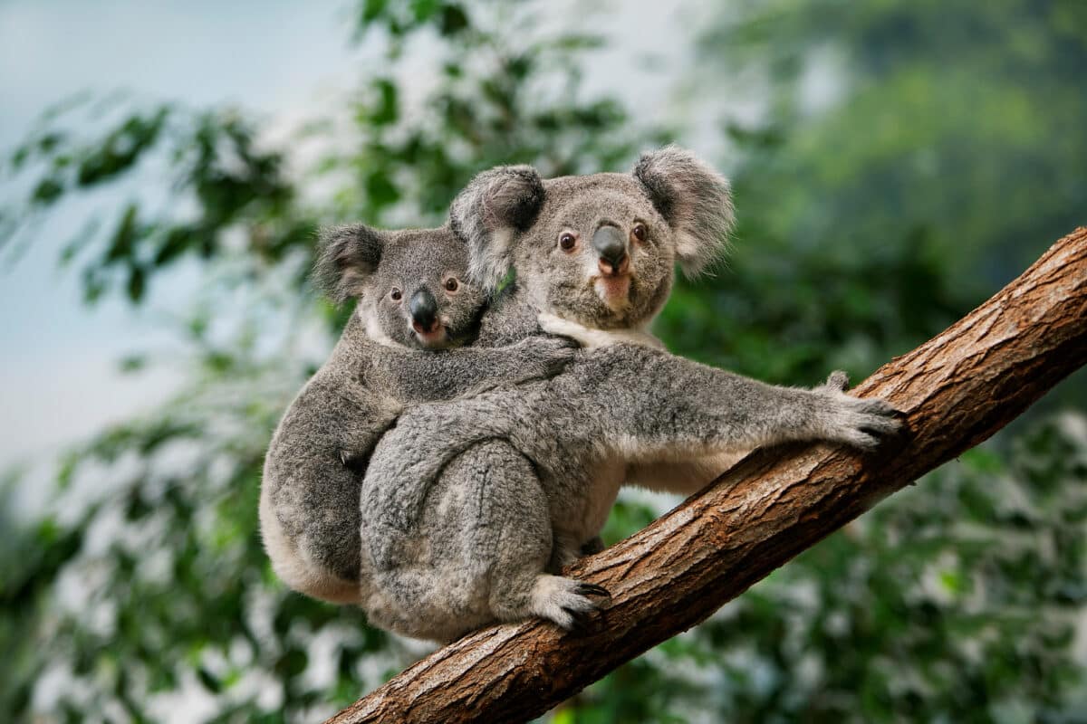 Discover the Fascinating World of Koalas at Billabong Sanctuary