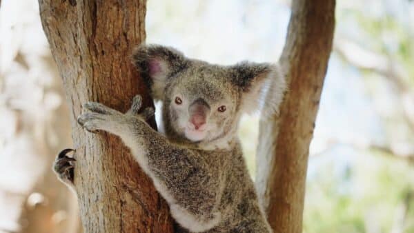 Koala Townsville 2