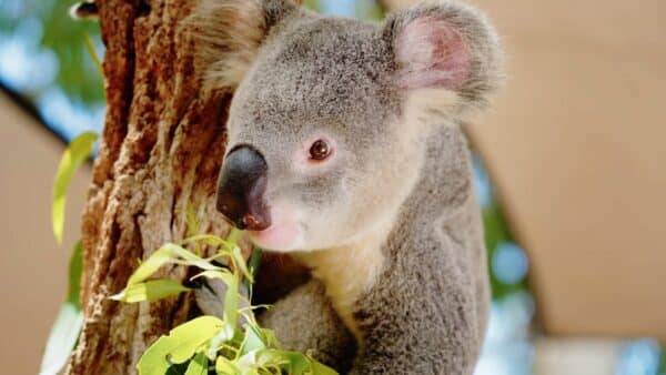 Koala Townsville