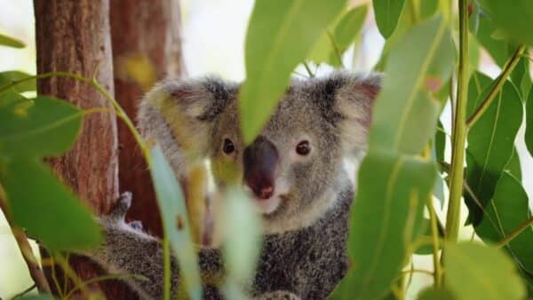 Koala Townsville3