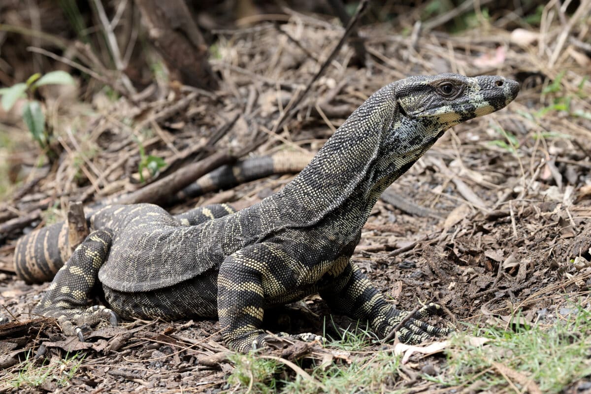 Lace,monitor,standing,up,on,front,legs