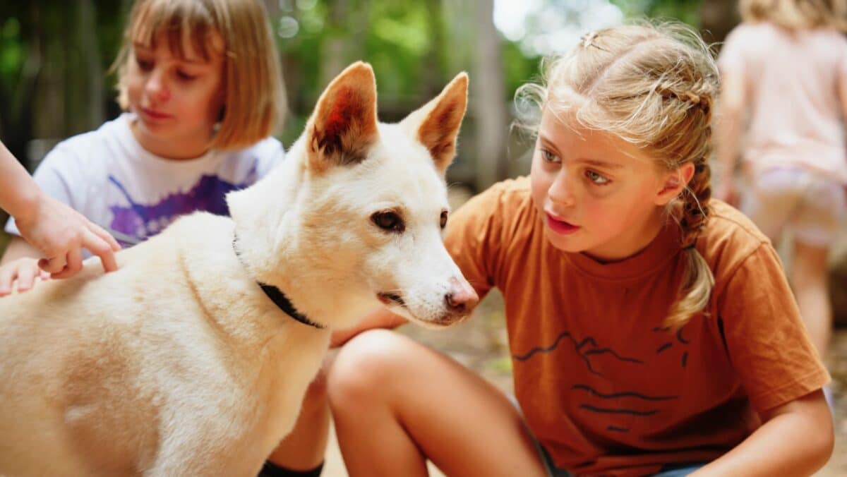 Patting A Dingo Ss06