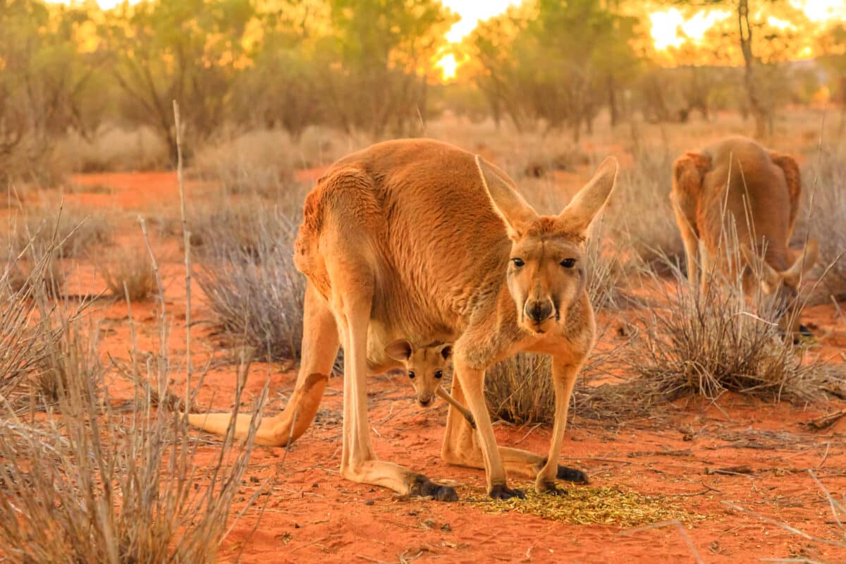 Red,female,kangaroo,with,a,joey,in,a,pocket,,macropus