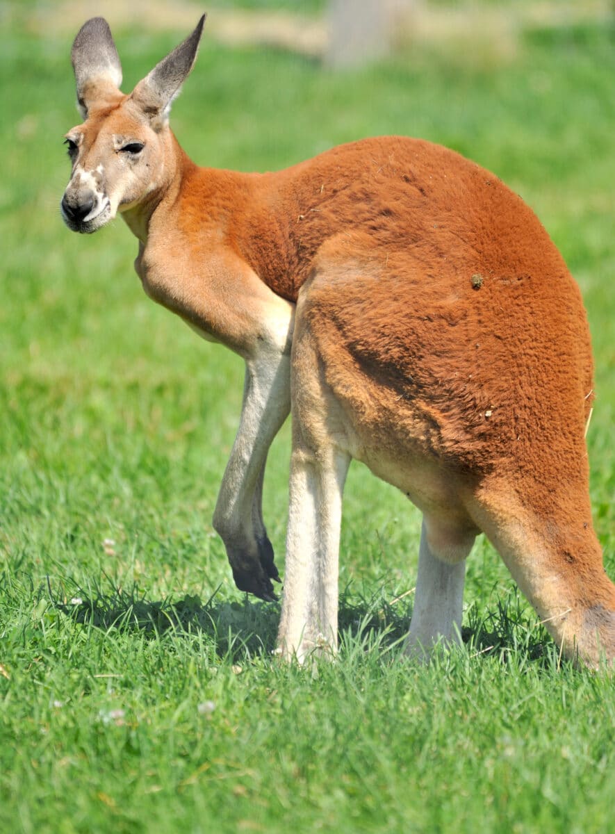 A,portrait,of,a,giant,red,kangaroo,on,green,grass