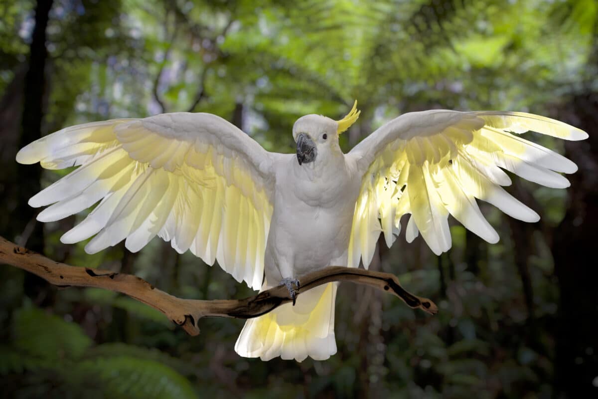 Cockatoo,with,wings,spread,,green,background