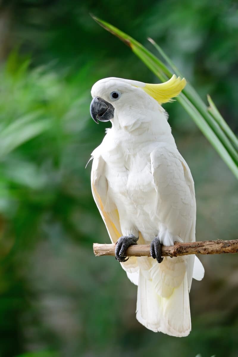 Beautiful,white,cockatoo,,sulphur Crested,cockatoo,(cacatua,galerita),,standing,on,a