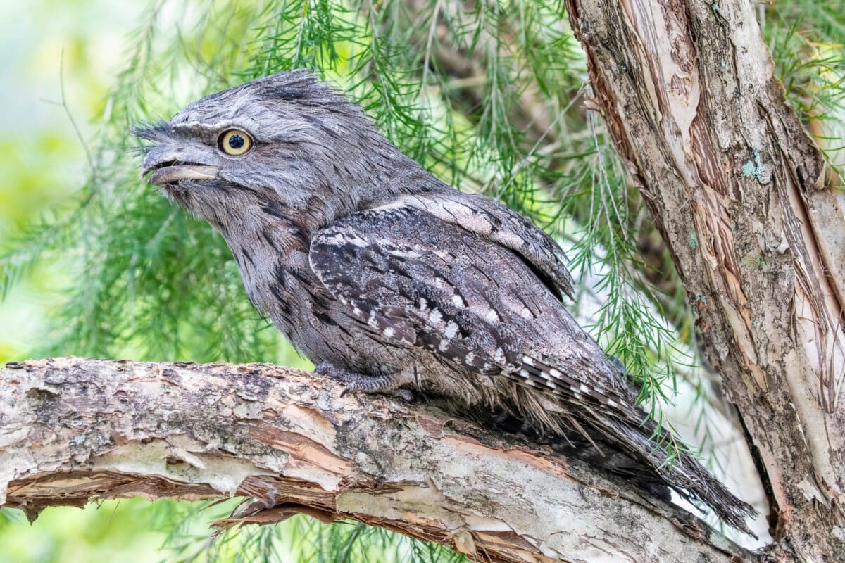 The,closeup,image,of,tawny,frogmouth,it,is,a,species