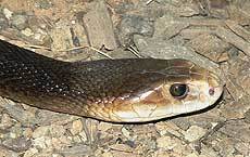 Coastal Taipan Head