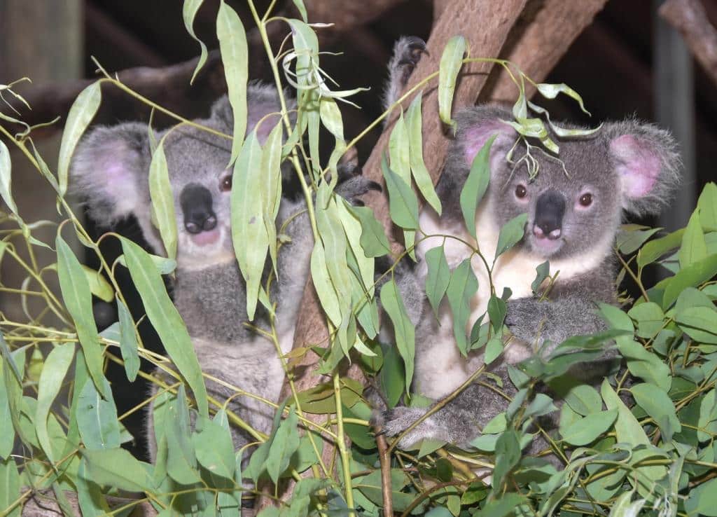 Two Joeys In Koala Crescent 3c