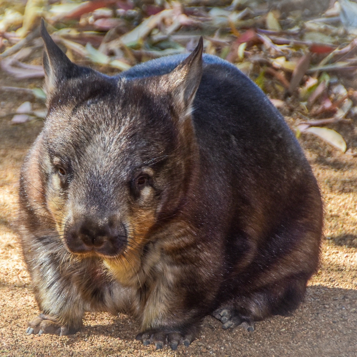 Meet Yala, a southern hairynosed wombat Billabong Sanctuary