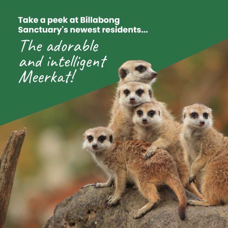 Billabong Sanctuary Meerkats