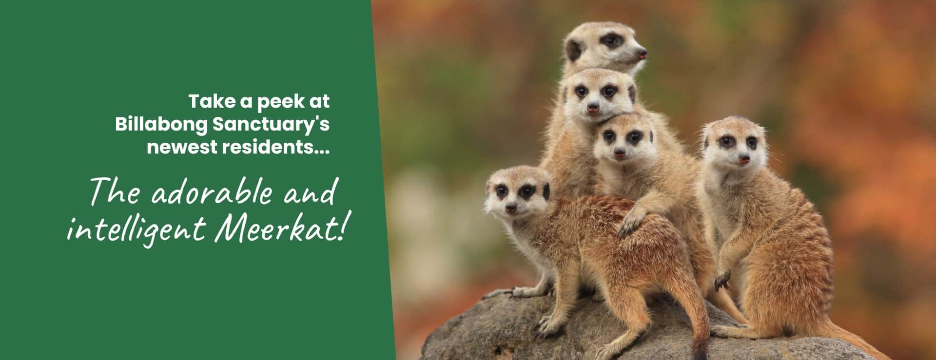 Billabong Sanctuary Meerkat Banner V2 01