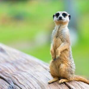 Meerkat Billabong Townsville