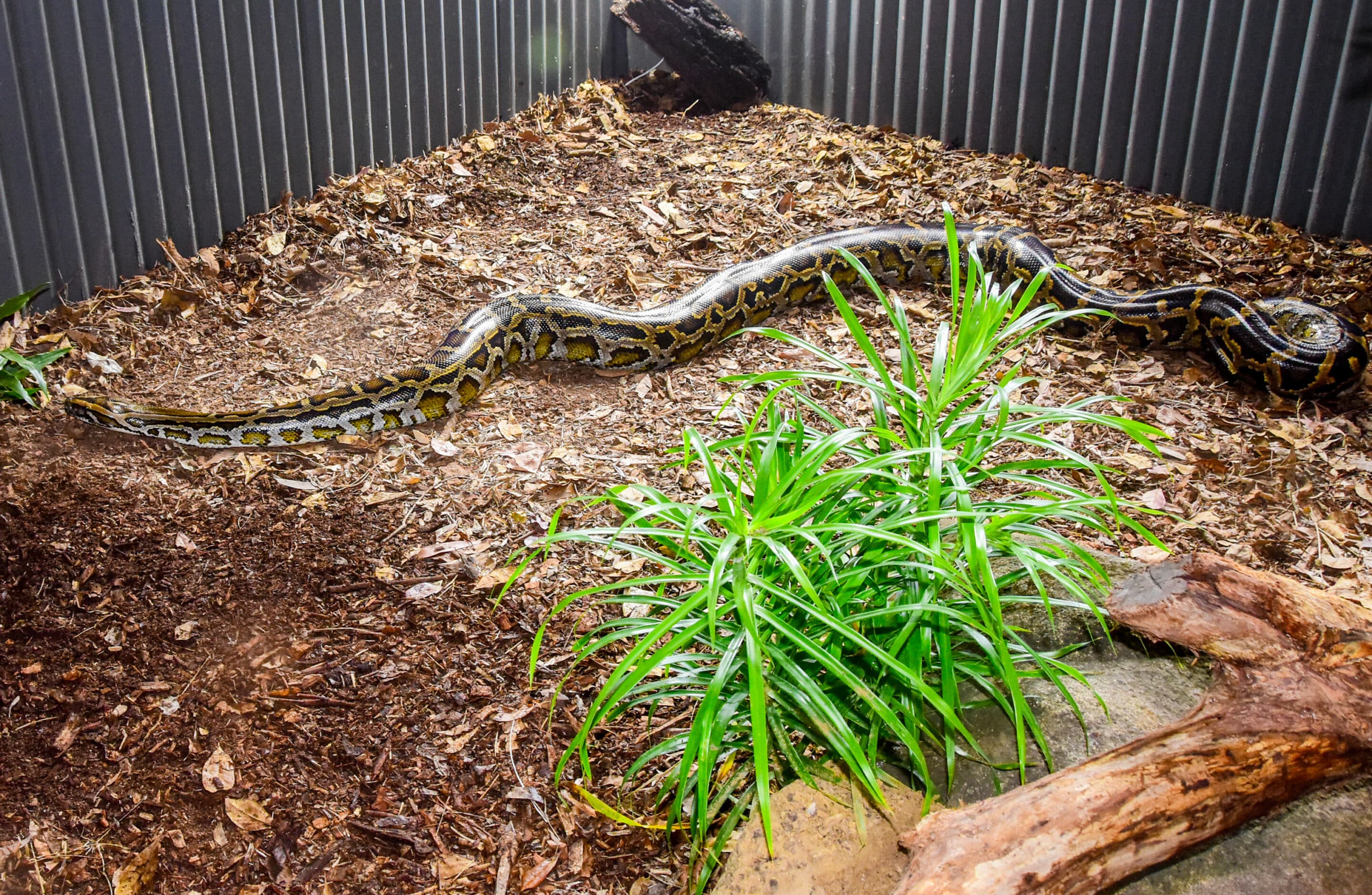 Burmese Python | Billabong Sanctuary